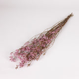 Limonium, Dried, Natural Pink, 60cm