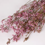 Limonium, Dried, Natural Pink, 60cm
