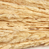 Piumetta Christina Grass, Dried, Ecru, 100g