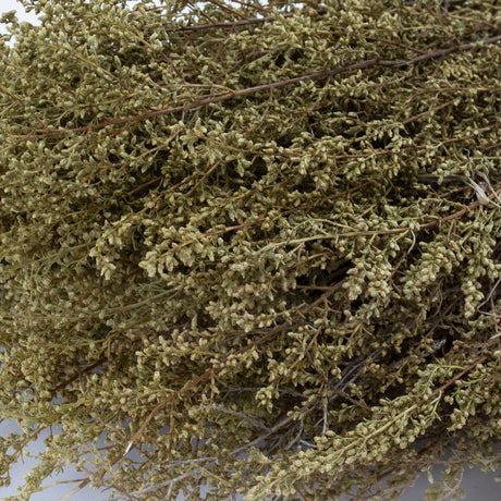 This image shows a bunch of naturally coloured solidago, against a white background