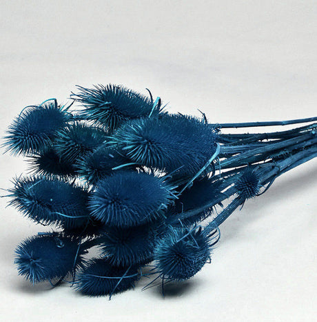 Cardoon Thistle, Blue