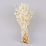 Nigella orientalis, Bleached White, 100g Bunch