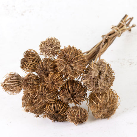 Ammi majus, Natural, 10 Stem Bunch