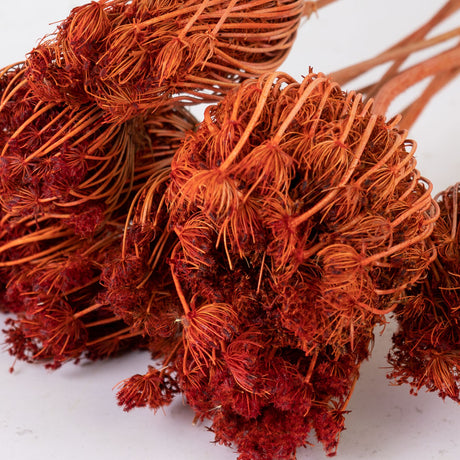 Ammi majus, Burnt Orange, Bunch x 10 Stems