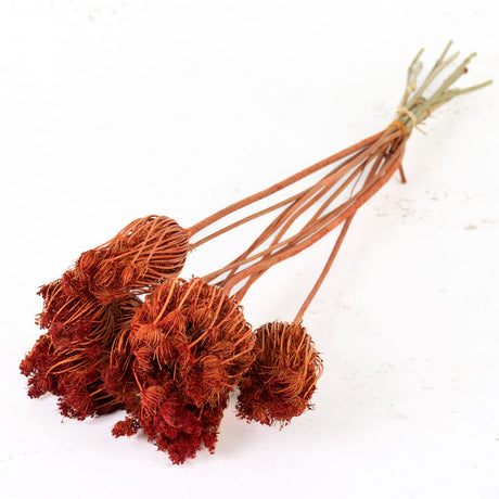 Ammi majus, Burnt Orange, Bunch x 10 Stems