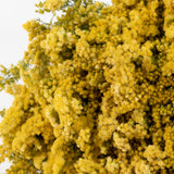 Solidago Flower, Natural Yellow