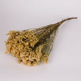Solidago Flower, Dried, Natural Yellow