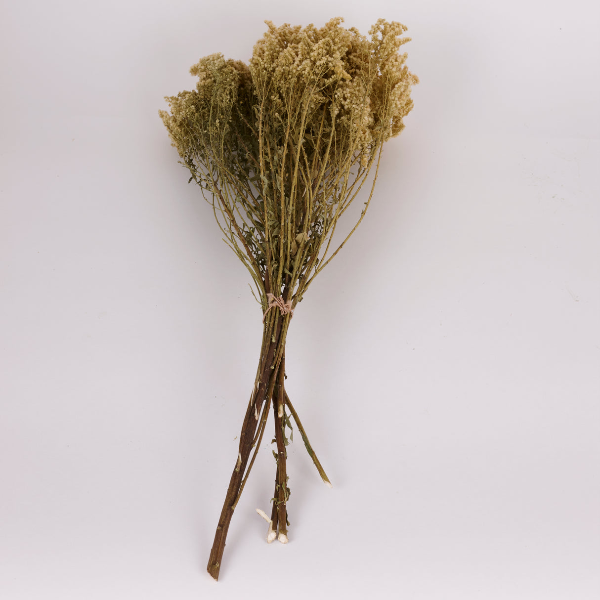 Solidago Flower, Dried, Natural Yellow