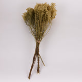 Solidago Flower, Dried, Natural Yellow