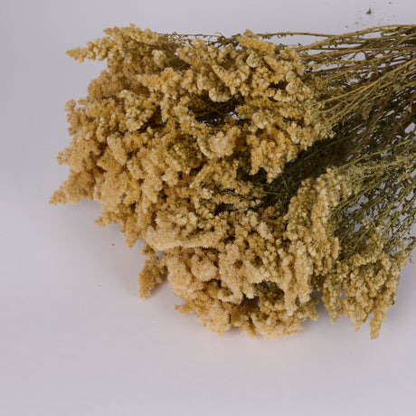 Solidago Flower, Dried, Natural Yellow