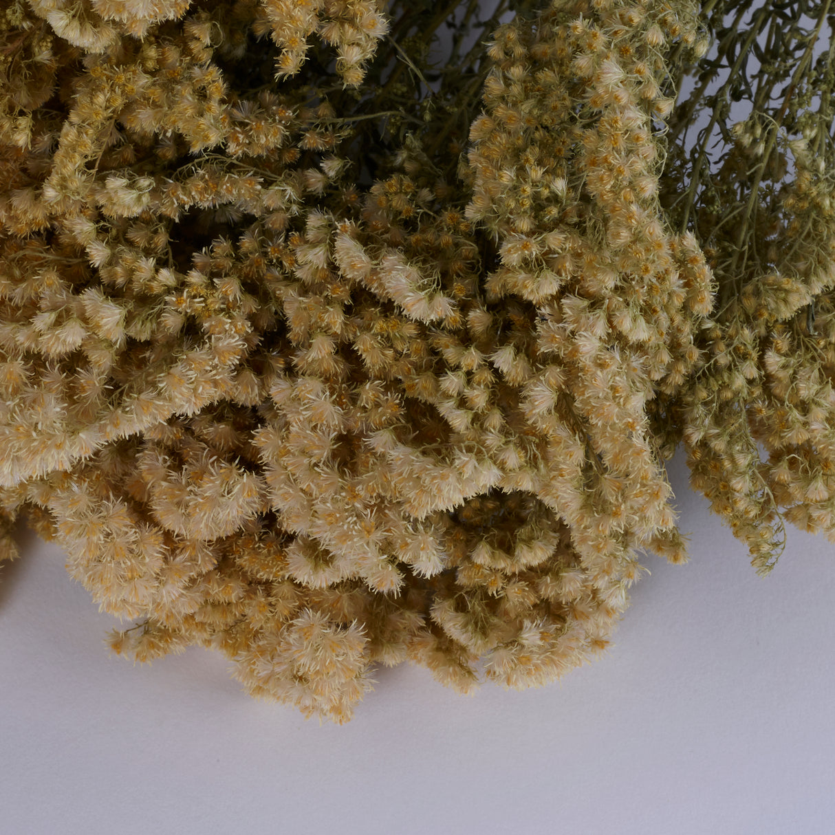 Solidago Flower, Dried, Natural Yellow