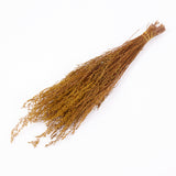 Solidago, Dried, Yellow
