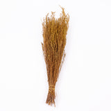 Solidago, Dried, Yellow