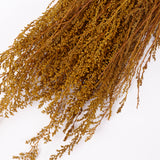 Solidago, Dried, Yellow