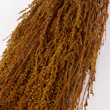Solidago, Dried, Yellow