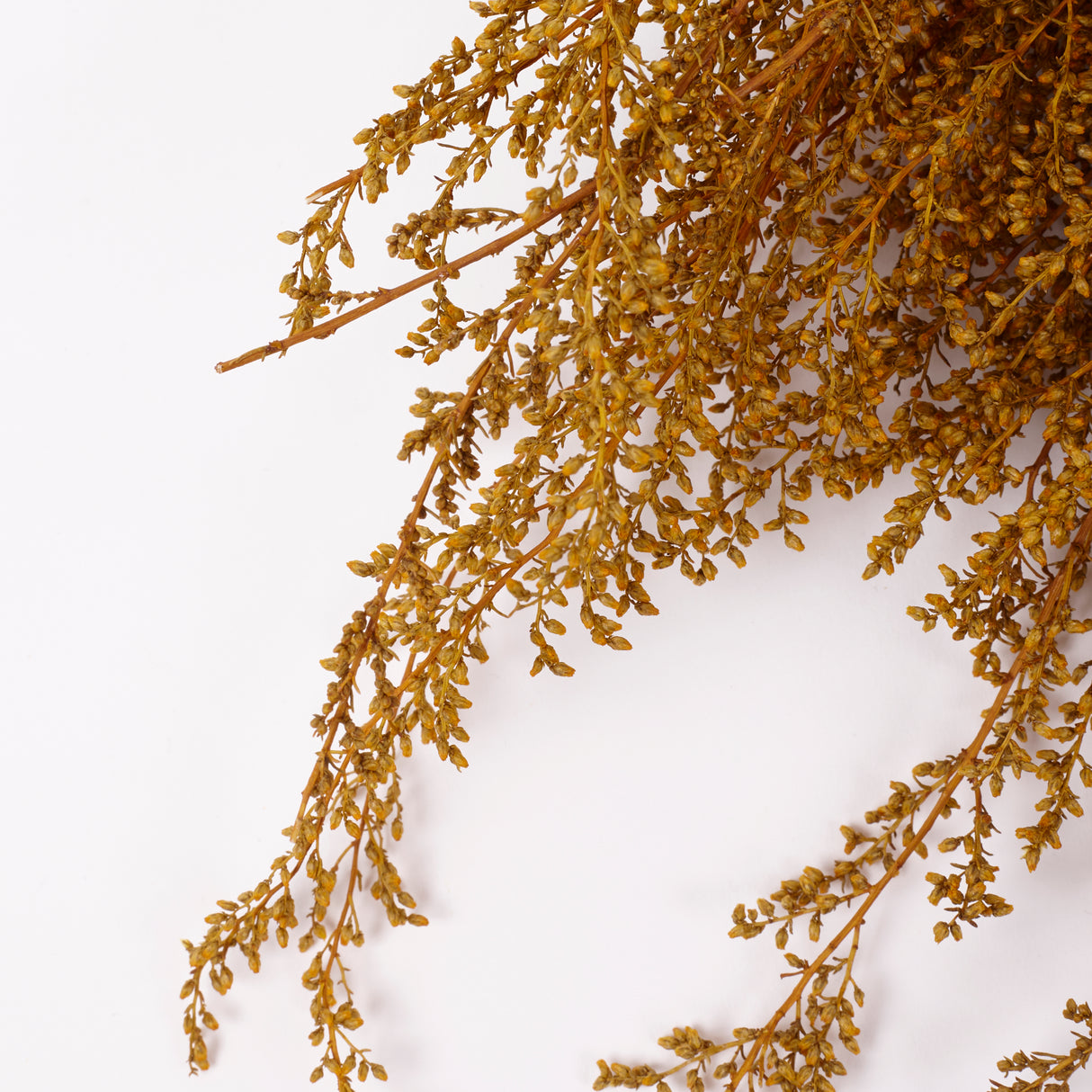 Solidago, Dried, Yellow