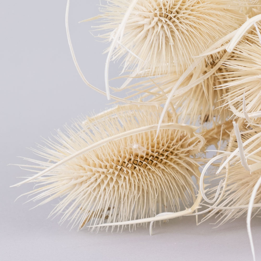 Marshy Thistle, Bleached White, Bunch x 10