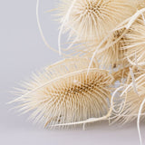 Marshy Thistle, Bleached White, Bunch x 10