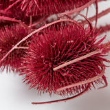 Marshy Thistle, Dried, Metallic Red