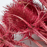 Marshy Thistle, Dried, Metallic Red