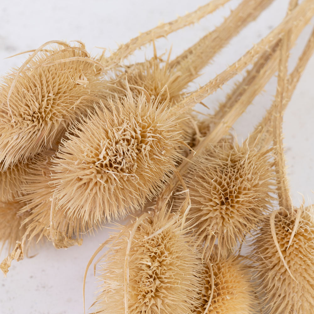 Marshy Thistle, Natural Brown, 10 Stem Bunch