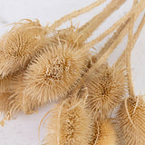 Marshy Thistle, Natural Brown, 10 Stem Bunch