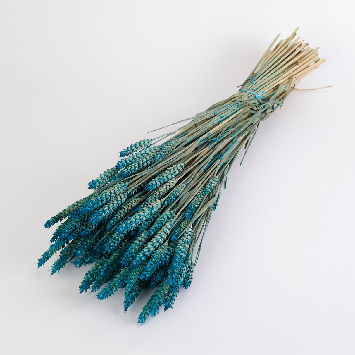 Wheat, (Triticum), Dried, Aqua Ombre, 70cm