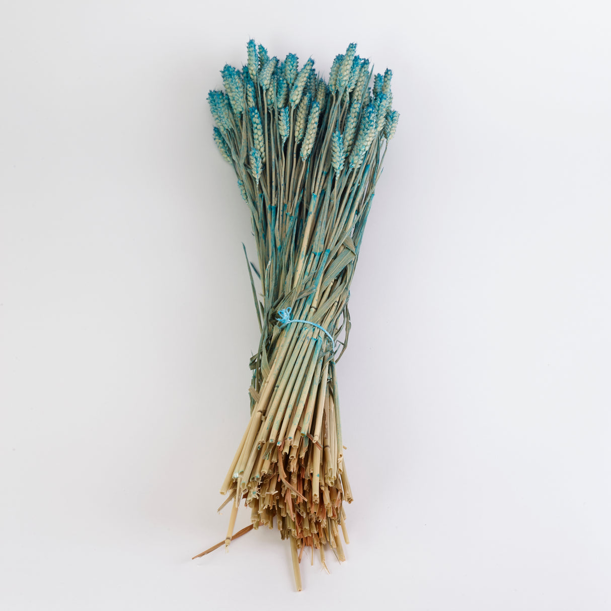 Wheat, (Triticum), Dried, Aqua Ombre, 70cm