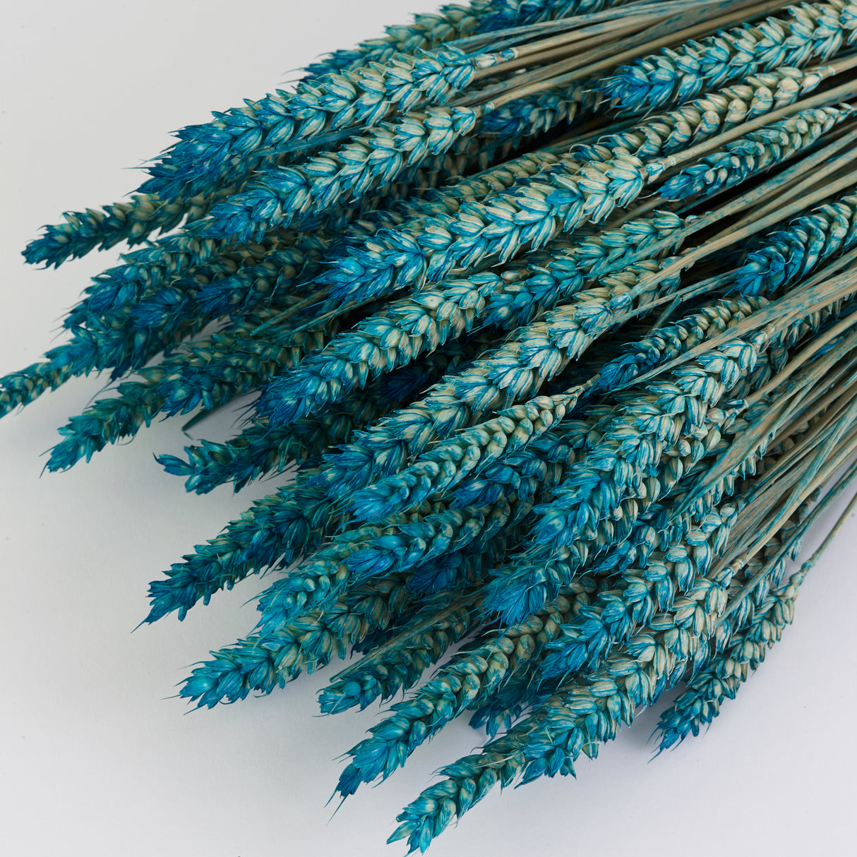 Wheat, (Triticum), Dried, Aqua Ombre, 70cm