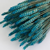 Wheat, (Triticum), Dried, Aqua Ombre, 70cm