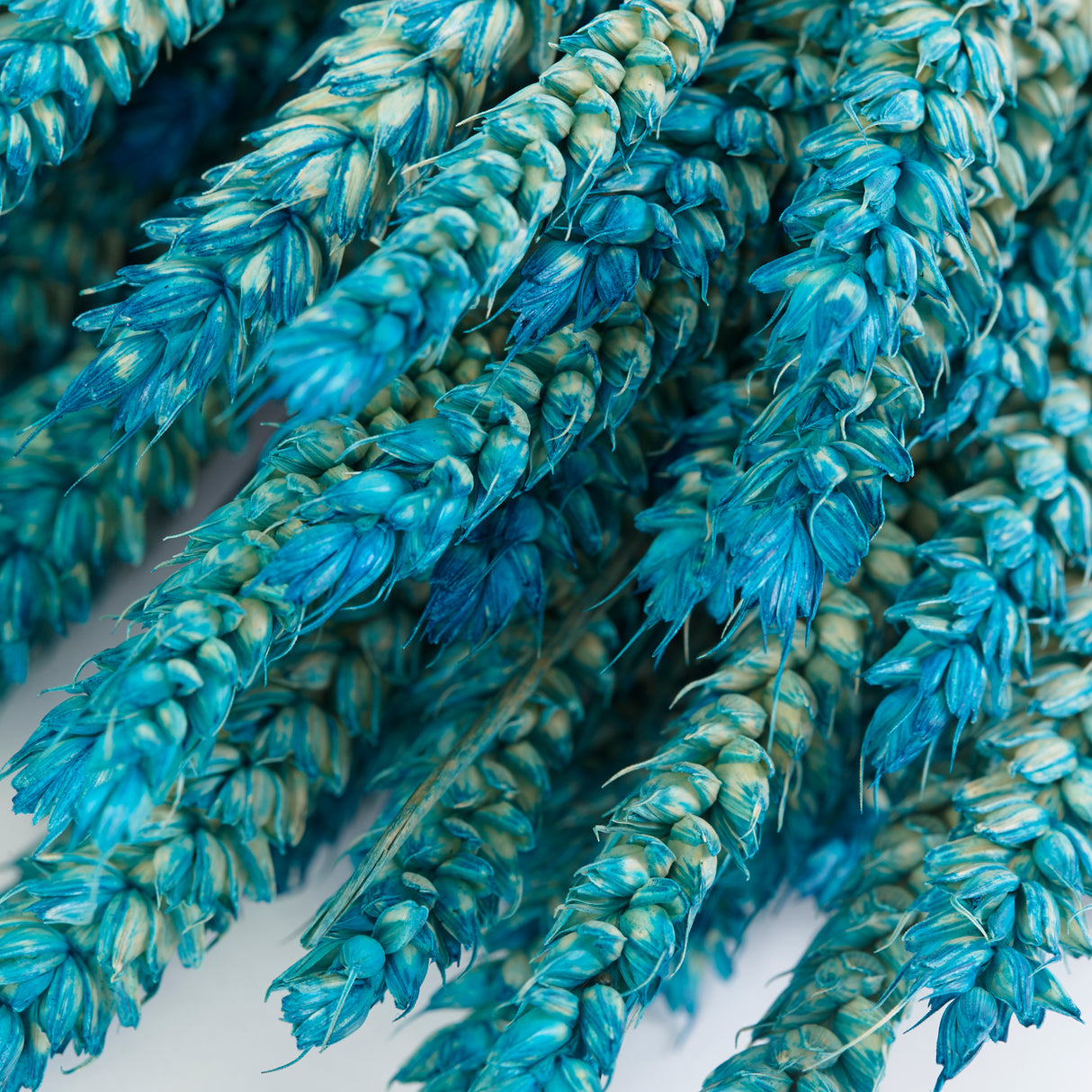 Wheat, (Triticum), Dried, Aqua Ombre, 70cm