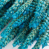 Wheat, (Triticum), Dried, Aqua Ombre, 70cm