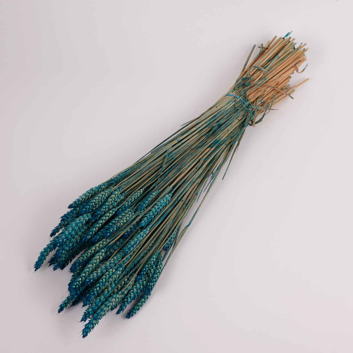 Wheat, (Triticum), Dried, Petrol Blue, 70cm