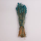Wheat, (Triticum), Dried, Petrol Blue, 70cm
