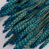 Wheat, (Triticum), Dried, Petrol Blue, 70cm