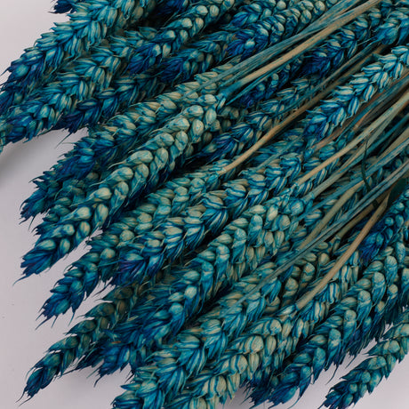Wheat, (Triticum), Dried, Petrol Blue, 70cm
