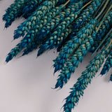 Wheat, (Triticum), Dried, Petrol Blue, 70cm