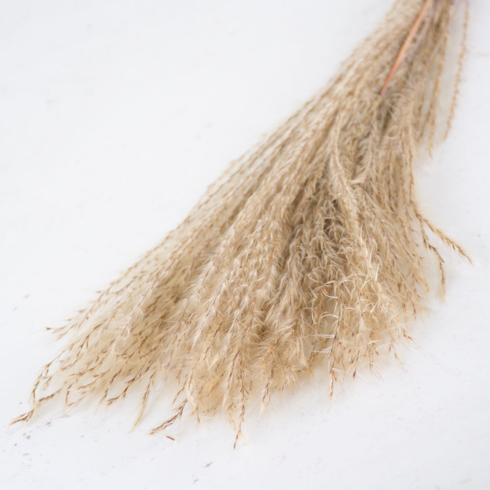 Miscanthus Grass, Dried, Natural