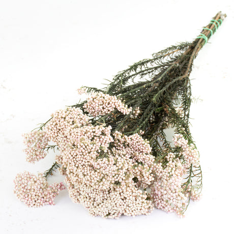 Rice Flower, Preserved, Natural White