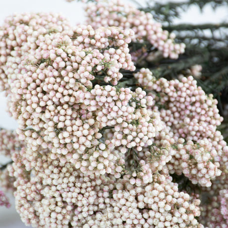 Rice Flower, Preserved, Natural White