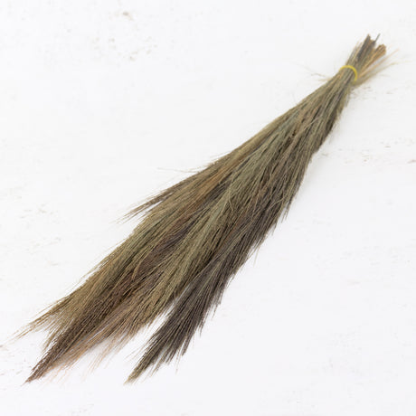 Broom Grass, Natural