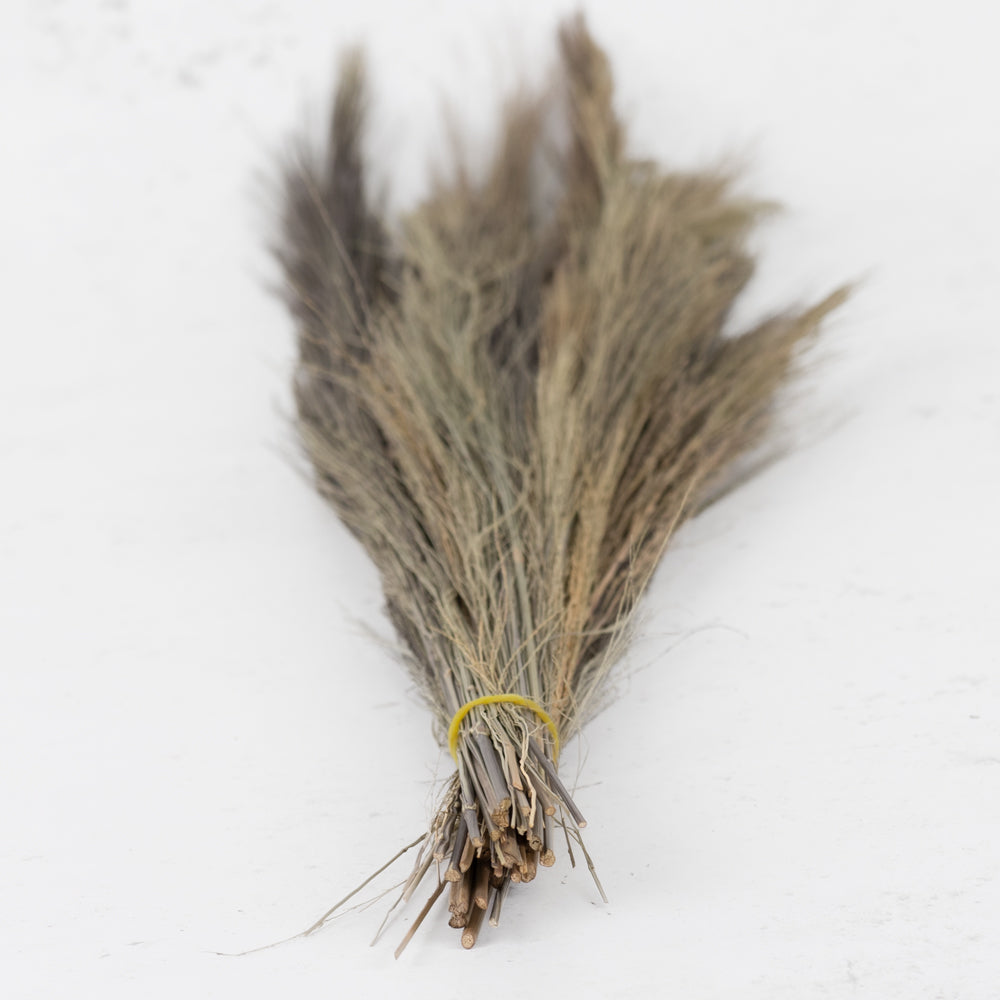 Broom Grass, Natural