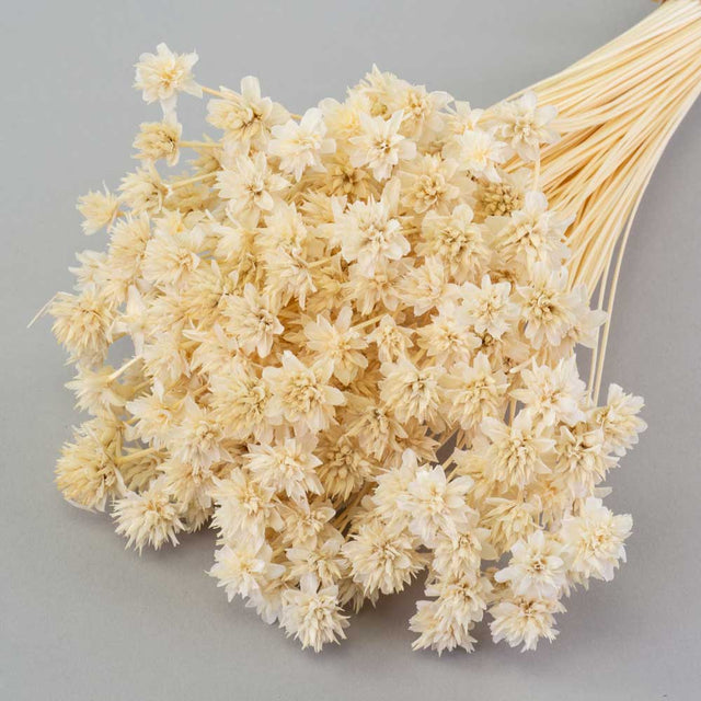 A bunch of bleached white hill flowers against a light grey background