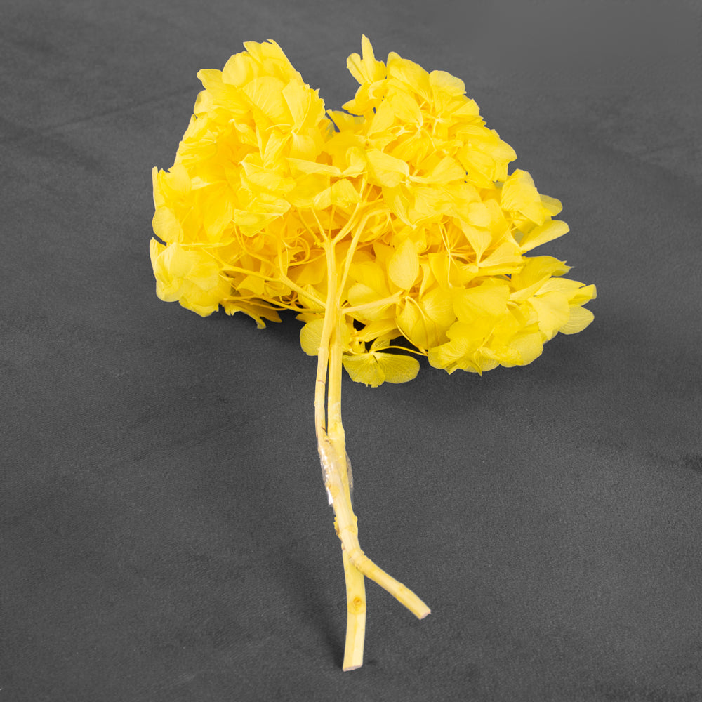 Hydrangea, Preserved, Yellow