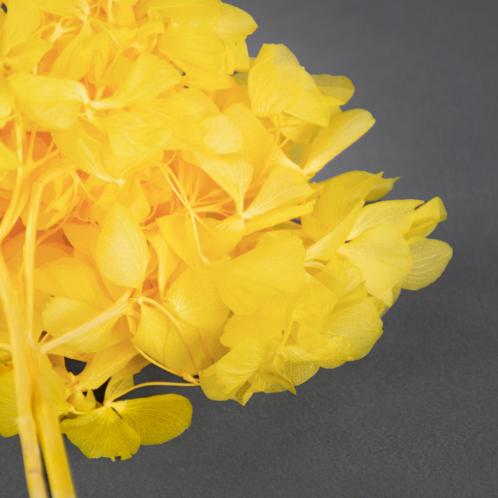 Hydrangea, Preserved, Yellow