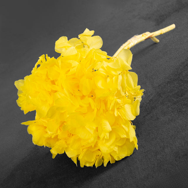 Hydrangea, Preserved, Yellow