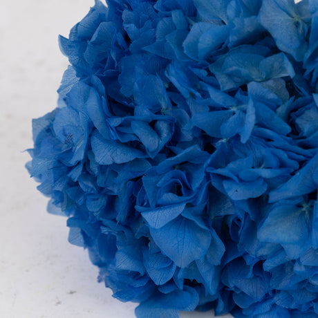 Preserved Hydrangea, Light Blue