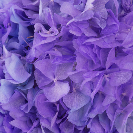 Hydrangea, Preserved, Violet