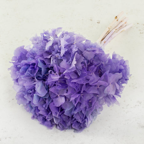 Hydrangea, Preserved, Violet