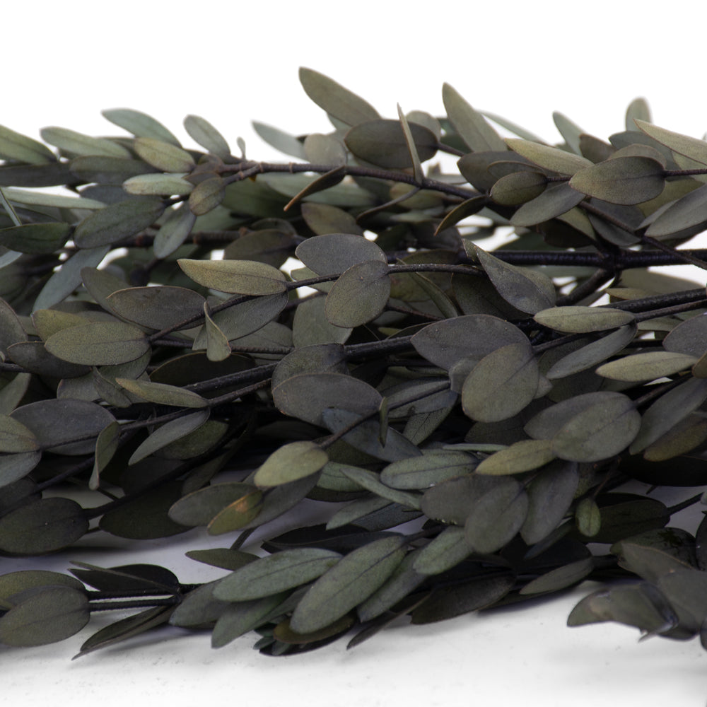 Eucalyptus Parvifolia, Preserved, Green, 65cm